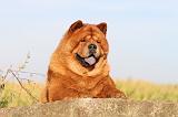 CHOW CHOW 251